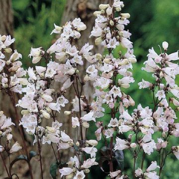 Penstemon 'Husker's Red'