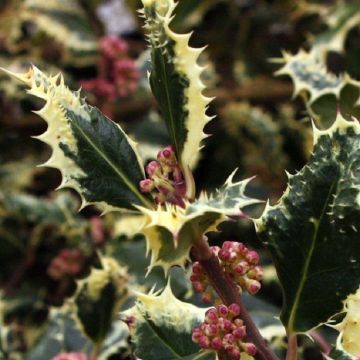 Ilex aquifolium Ferox Argentea - Hedgehog Holly