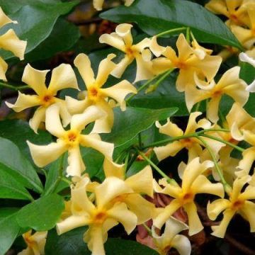Trachelospermum jasminoides Star of Tuscany - Yellow Wings Star Jasmin - Rhyncospermum - circa 150-180cms