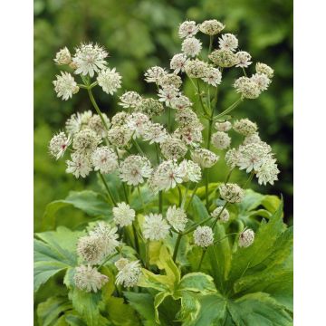 Astrantia major Sunningdale Variegated