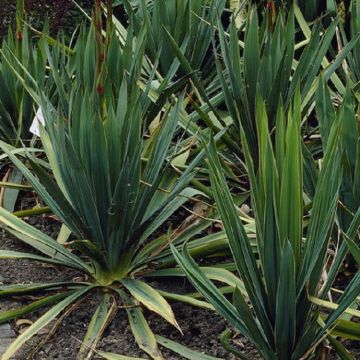 Yucca filamentosa - Adams Needle