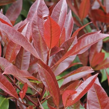 Photinia Red Robin