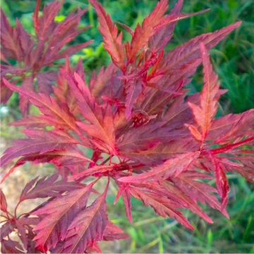 Acer palmatum Beni Hagoromo - Japanese Maple (Acer palmatum 'Tamukeyama')