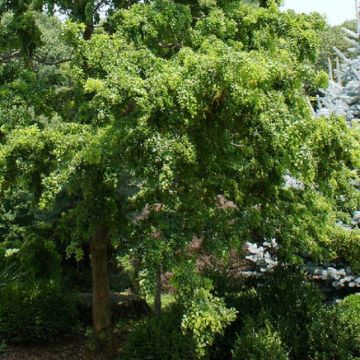 Robinia Lace Lady - Twisty Baby False Acacia