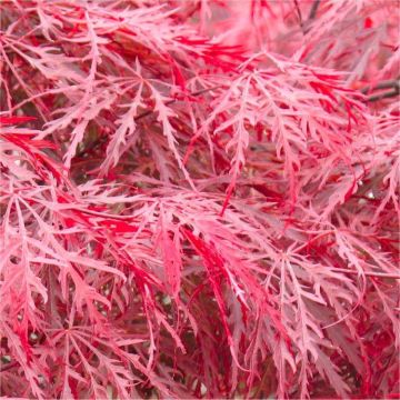 Acer palmatum dissectum Garnet