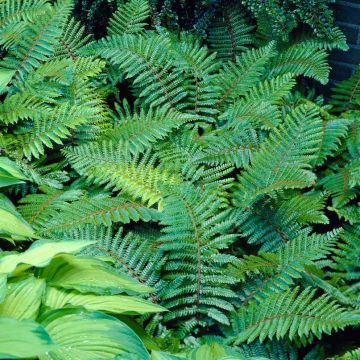 Polystichum polyblepharum - Japanese Tassel Fern