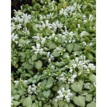 Lamium maculatum 'White Nancy'