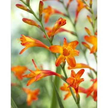 Crocosmia Meteor - Montbretia