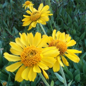 Helenium hoopesii - Sneezeweed