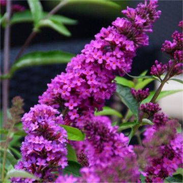 Buddleia Flutterby Petite Tutti Fruitti Pink - Dwarf Buddleja