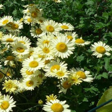 Anthemis tinctoria 'E. C. Buxton'