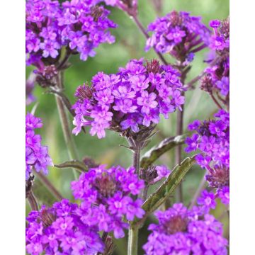 Verbena Rigida - Low Growing Perennial Purple Verbena