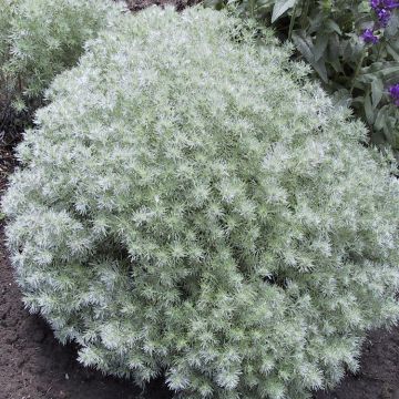 Artemisia schmidtiana nana - Attraction - Silver Mound