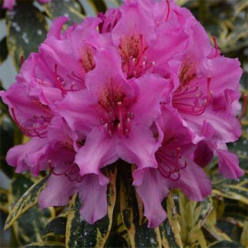 Rhododendron Golden Green Gift