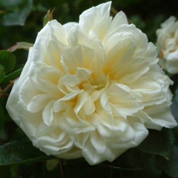 Rose Alberic Barbier - Rambling Rose