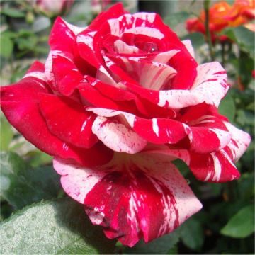 Rose Rock and Roll - Floribunda Rose