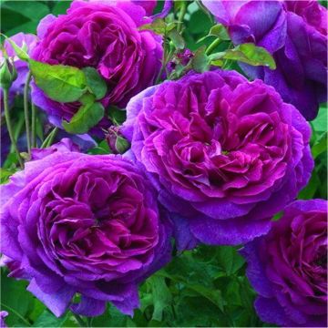 Rose 'Ebb Tide' - Floribunda Rose