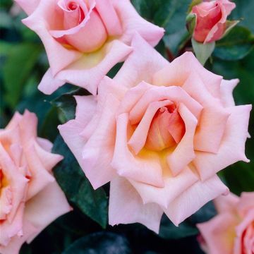 Rose Compassion - Climbing Rose