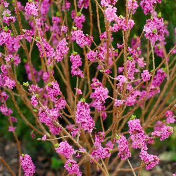 Daphne mezereum rubra - Red Flowered Daphne mezureum Plants - LARGE