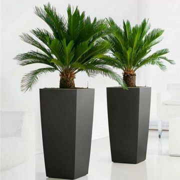 BLACK FRIDAY DEAL - Pair of King Sago Palm Trees - Cycad - Cycas revoluta 50-60 cms with Fluted Black Planters