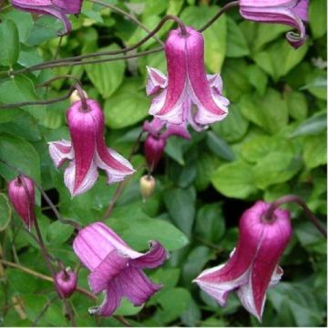 Clematis viticella Queen Mother - Summer Flowering Clematis