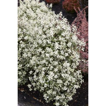 Pittosporum Irene Paterson - 'Kohuhu' - LARGE