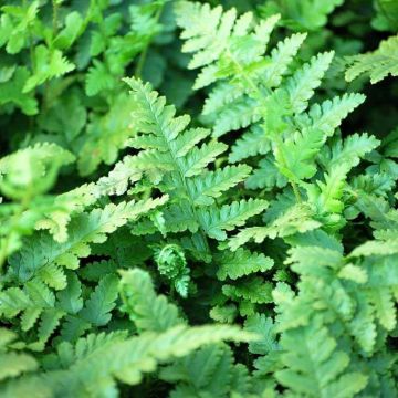 Dryopteris filix-mas - Male Fern