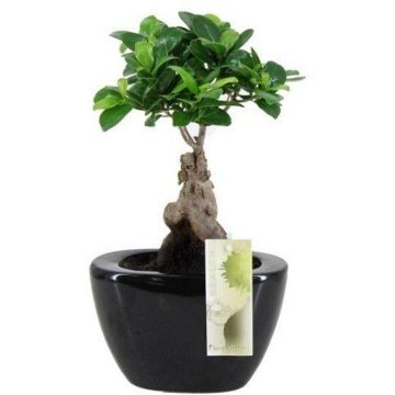 Ficus Ginseng Bonsai in Contemporary Black Ceramic Planter