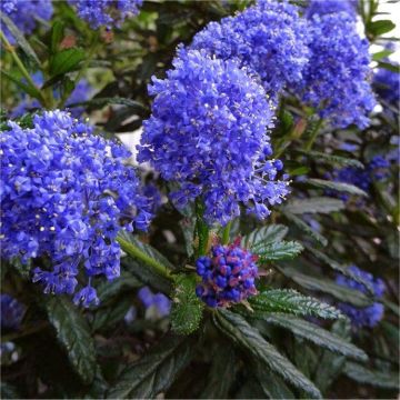 Ceanothus impressus Italian Skies