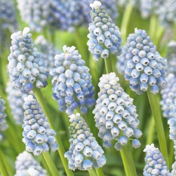 Muscari Ocean Magic - Bay Blue Grape Hyacinths