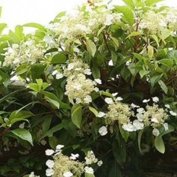 Hydrangea Seemanii (Evergreen Climbing Hydrangea)