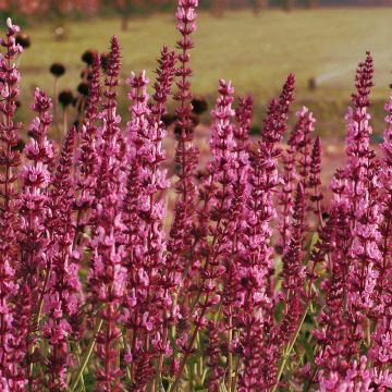 Salvia nemerosa x superba Pink - Rose Queen Salvia