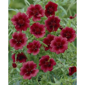 Potentilla ''Monarchs Velvet''