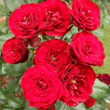 Rose My Mum - Floribunda Rose
