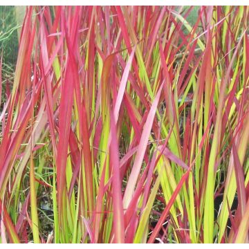 Imperata cylindrica rubra Red Baron - Japanese Blood Grass - LARGE