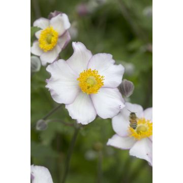 Anemone 'Hadspen Abundance' - Japanese Anemone