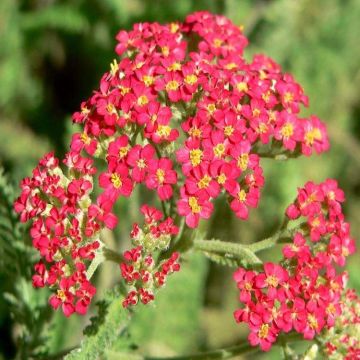 Achillea millefolium 'The Beacon' - Fanal Yarrow