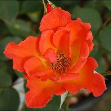 Rose 'Warm Welcome' - Patio Climbing Rose