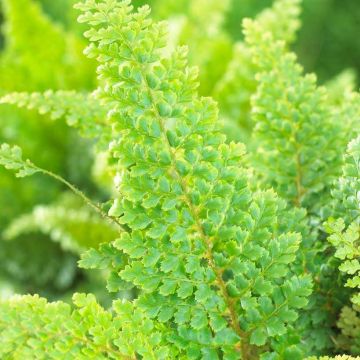 Polystichum setiferum - Soft Shield Fern