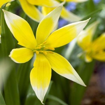 Tulipa tarda - Species Tulips