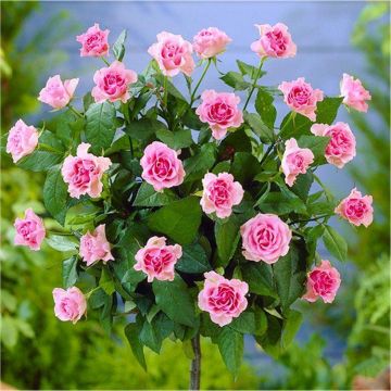 PAIR of mini Standard BABY PINK Flowering PATIO Rose Trees