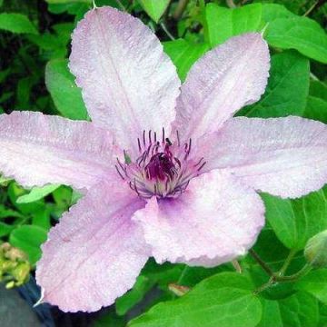 Large 6-7ft Specimen Climber - Clematis Pope John Paul II