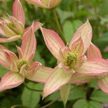 Large 6-7ft Climber - Clematis montana Marjorie - Late Spring Flowering Clematis