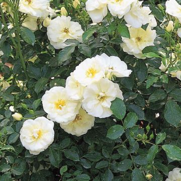 Rose Flower Carpet White