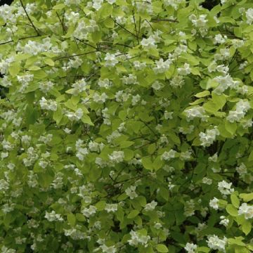 Philadelphus coronarius aurea - Golden Mock Orange