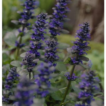 Ajuga reptans Catlins Giant - Bugle