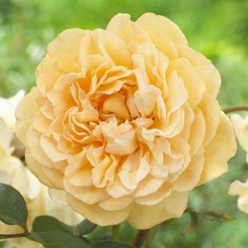 Rose 'Buff Beauty' - Hybrid Musk Bush Rose