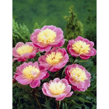 Paeonia Bowl of Beauty - Paeony / Peony