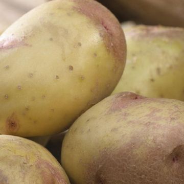 King Edward - Main Crop Seed Potatoes - Pack of 10