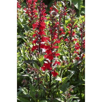 Lobelia Fan Scarlet